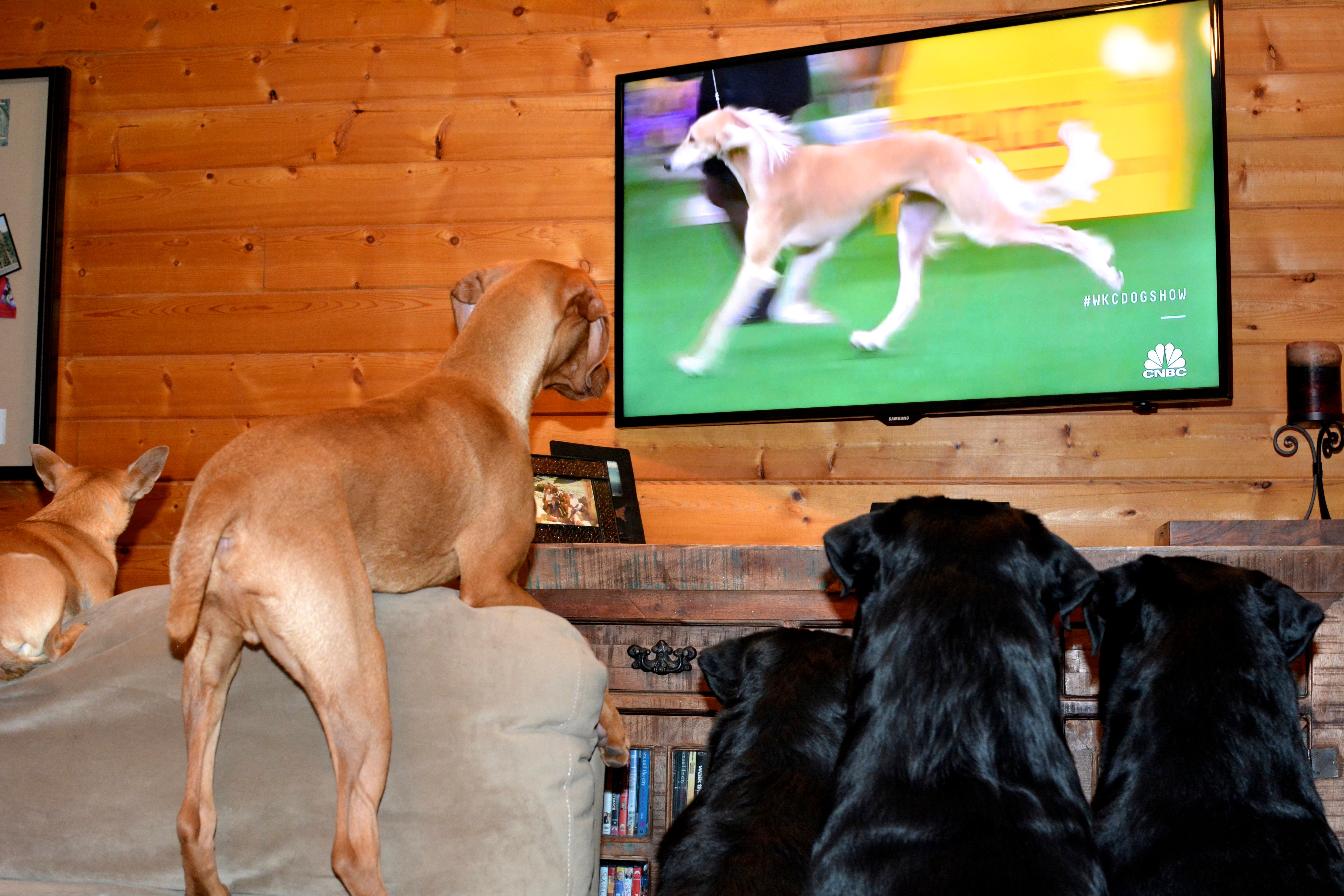 Dogs watching Westminster 