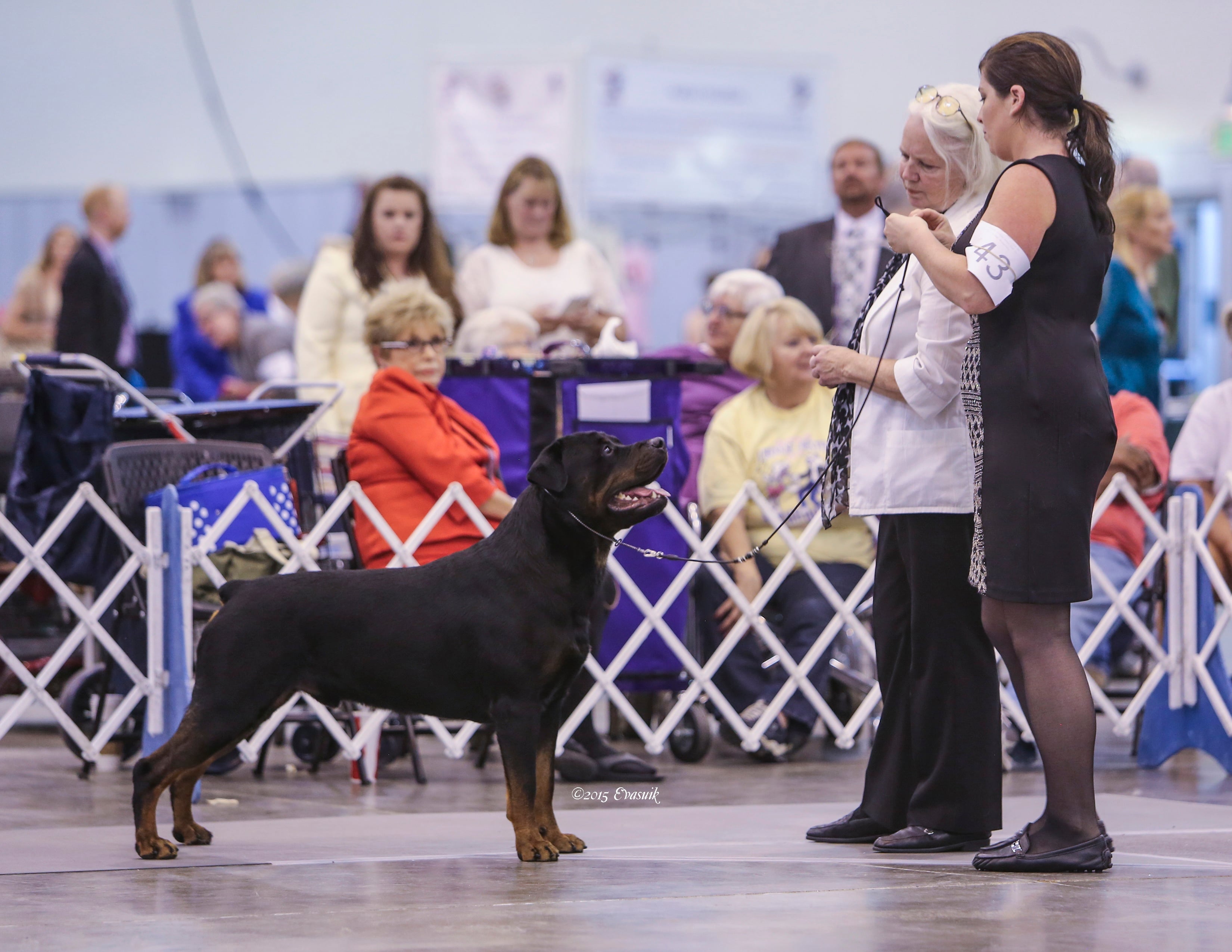Wilson and handler at a dog show 