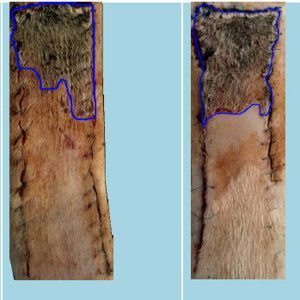 Samples of skin flap tissue from the CU study. The dark outlined areas at the top of each are dead tissue. The sample on the right is from a rat exposed to e-cigarette vapor; on the left is a sample from a rat exposed to tobacco smoke.