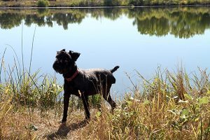 A month after the accident, Buddy is back enjoying walks with his owner. PVH EMS transported Buddy after an accident that took his leg and almost his life. Photo by Kati Blocker, UCHealth.