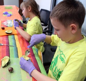 Children holding spoons dig out the pulp from avocados.