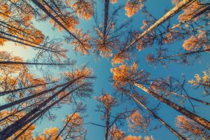 Photo of tall trees from the ground looking up at goldent leaves and a bright blue sky.