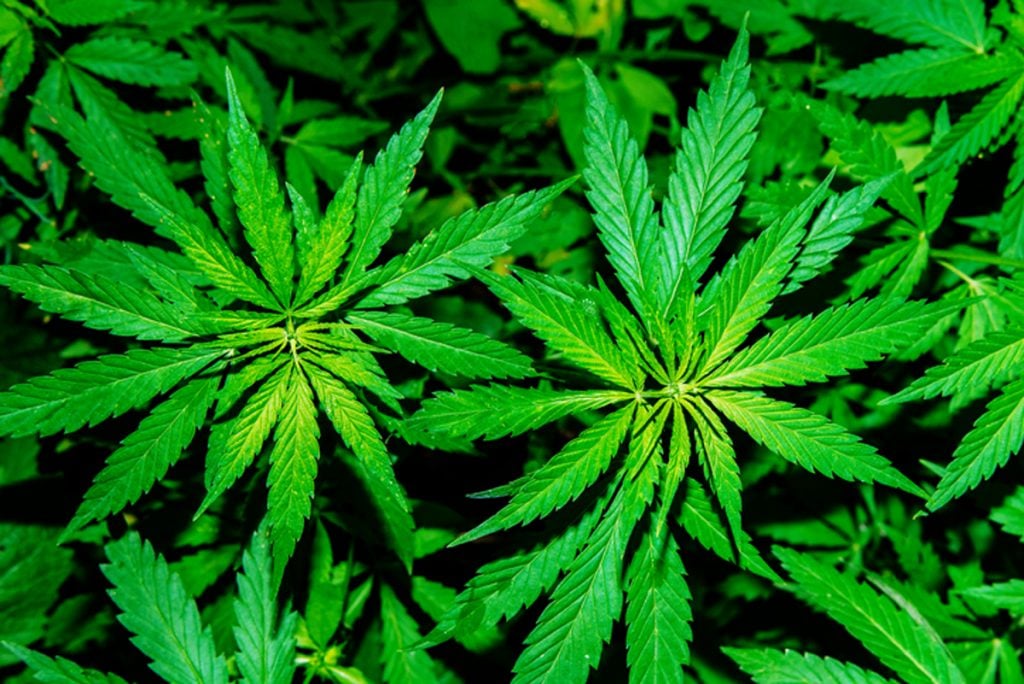 photo of marijuana plants