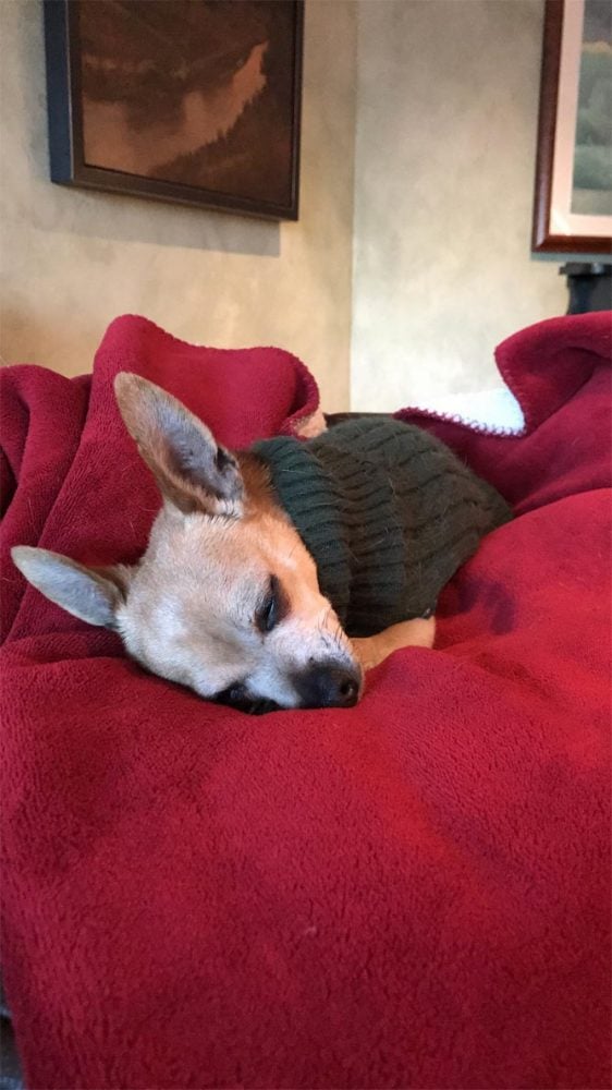 dog sleeping on bed. mitra-valve disease in dogs, like humans, can make them more tired than usual.