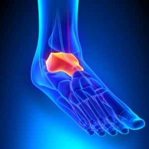 image of a foot, showing the talus boan inside where the foot bones meet the ankle.