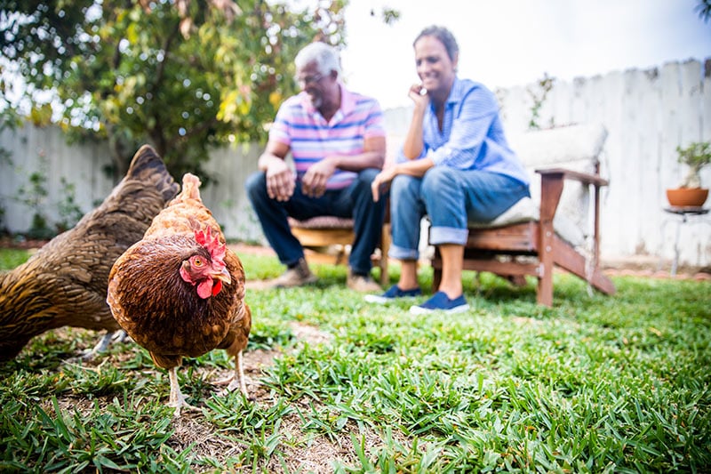 couple watches chickens in their backyard. COVID-19 doesn't seem to be transfered by animals so pet owners shouldn't be concerned.