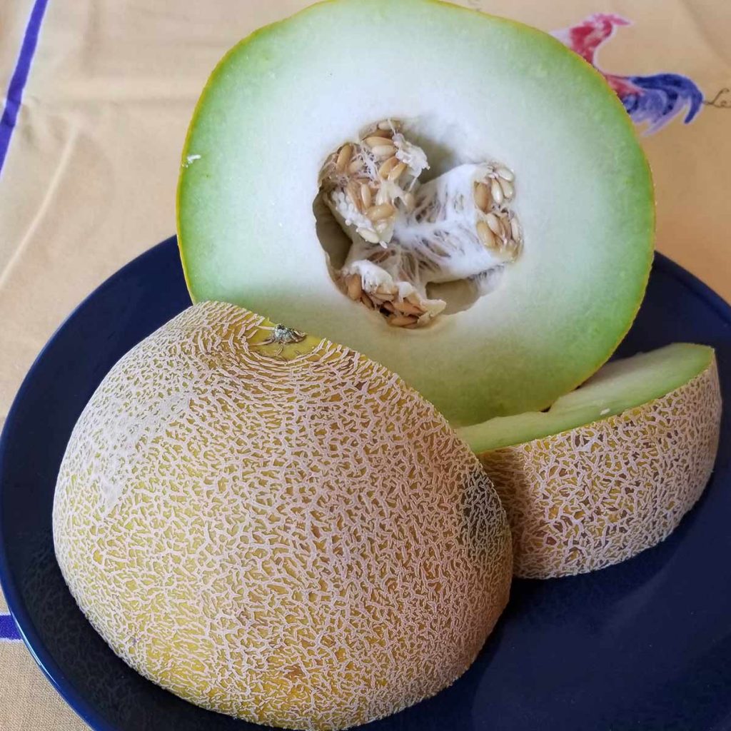 A photo of galia melon, a great cooking melon.