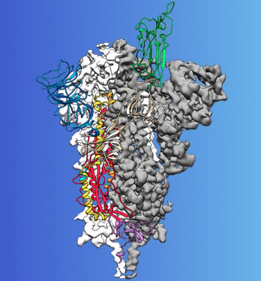 view of the coronavirus mutation