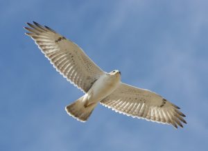Among great parks in Denver's backyard is Barr Lake State Park, which is known for its birds. Photo courtesy of the Colorado State Parks.