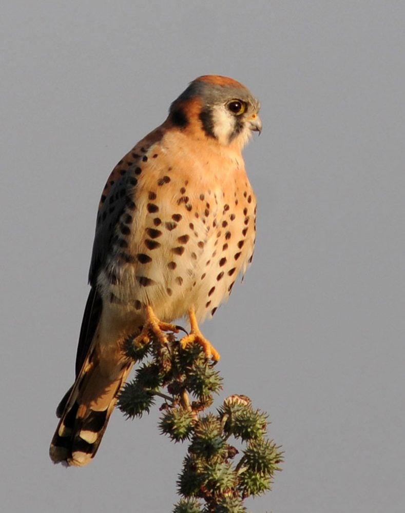 American Kestrel. Photo by Eduardo Lugo, courtesy of Male Lark courtesy of Bird Conservancy of the Rockies.