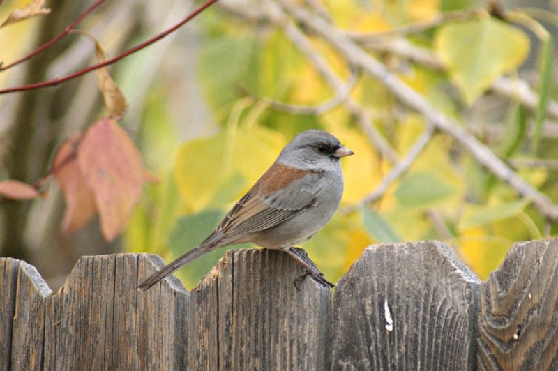 Dark-eyed Junco. Photo by Kari Strand, courtesy of Male Lark Bunting. Photo by Bill Schmoker, courtesy of Bird Conservancy of the Rockies.