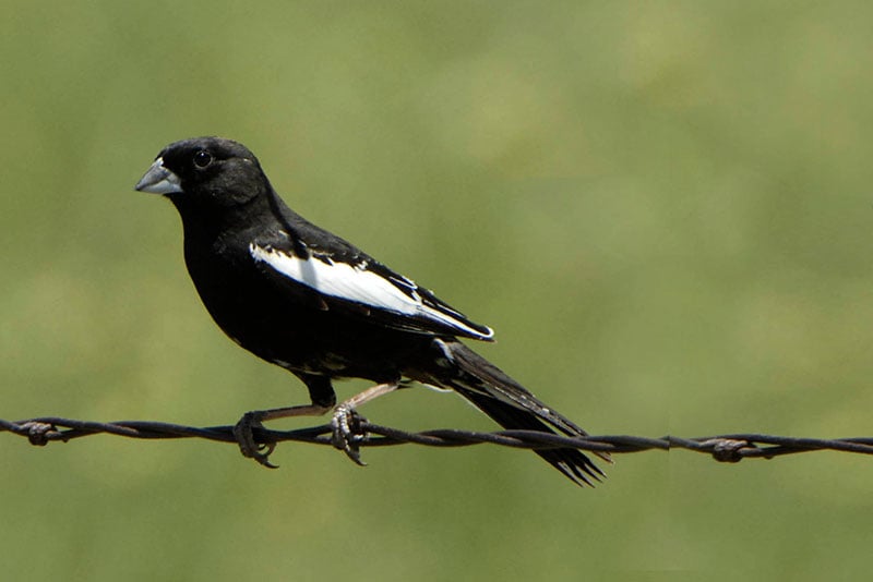 Male Lark Bunting. Photo by Bill Schmoker, courtesy of Bird Conservancy of the Rockies.