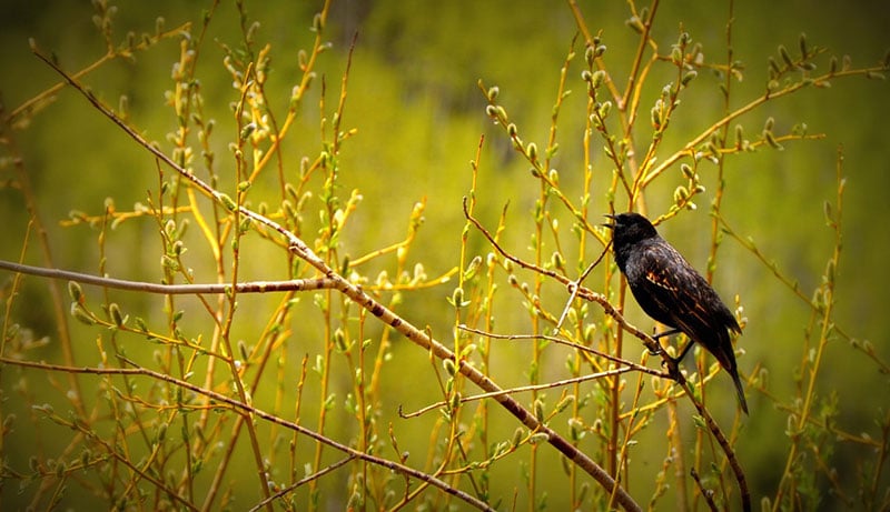 A Red Winged Blackbird, which is found along the Front Range. Photo by Rebecca Riedner, courtesy of Bird Conservancy of the Rockies.