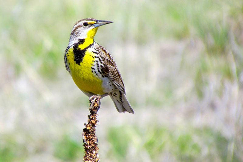 Western Meadowlark. Photo by Deanna Beutler, courtesy of A Red Winged Blackbird, which is found along the Front Range. Photo by Rebecca Riedner, courtesy of Bird Conservancy of the Rockies.. 