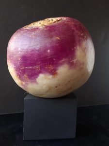 Try cooking with squash and turnips. This turnip is beautiful and purple. Photo by Bill St. John.