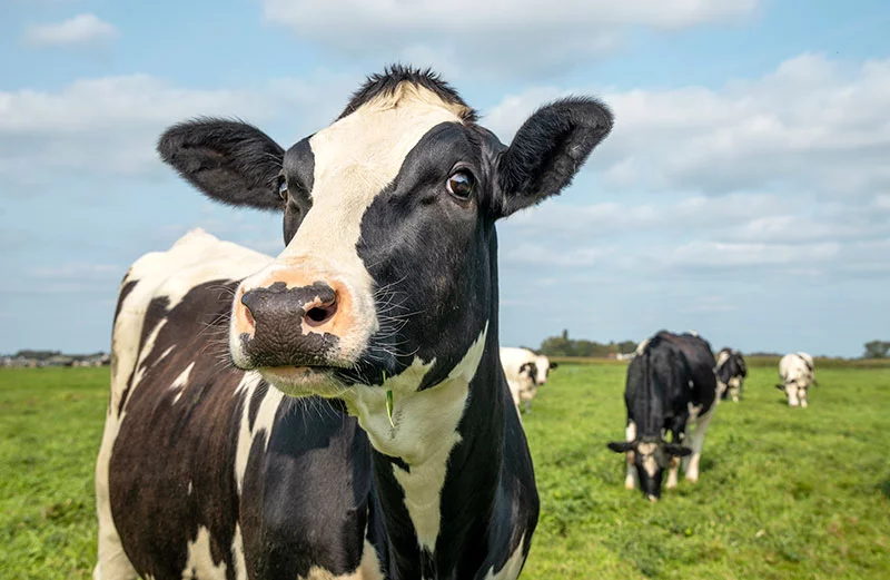 The bird flu has spread to dairy cows. Do you need to worry about another pandemic?